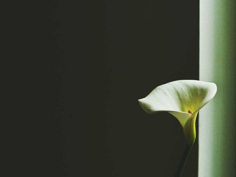 Green Thumb Florists - Photo 2